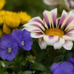 Tarox paula gronemeyer