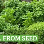 Grow Plants With Basil