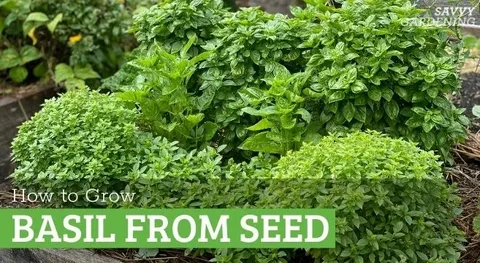 Grow Plants With Basil
