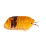 Rubber Ducky Isopod Care and Facts Every Pet Lover Should Know