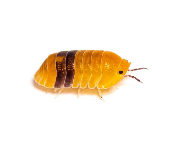 Rubber Ducky Isopod Care and Facts Every Pet Lover Should Know