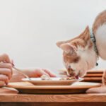 Best human food for cats