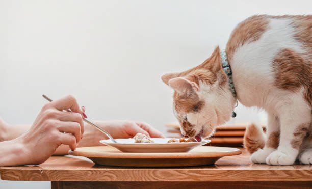 Best human food for cats