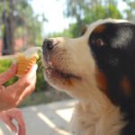 Best Dog Food for Bernese Mountain Dogs