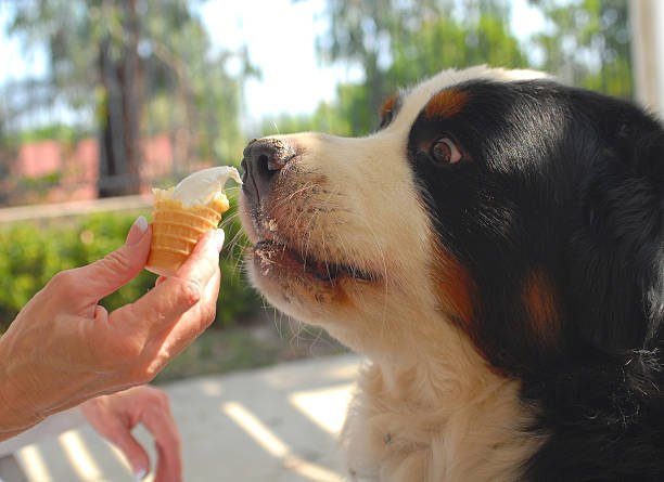 Best Dog Food for Bernese Mountain Dogs