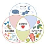 The Health Triangle: Your Key to a Balanced Lifestyle