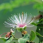 Malakias Meaning, Origins, Cultural Influence, and Modern-Day Usage Explained