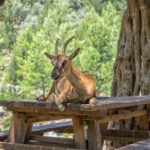 Hiking the Samaria Gorge: Tips and Insights for an Unforgettable Cretan Adventure