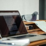 make the best picture on title :   internet chick