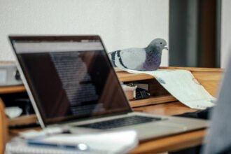 make the best picture on title :   internet chick